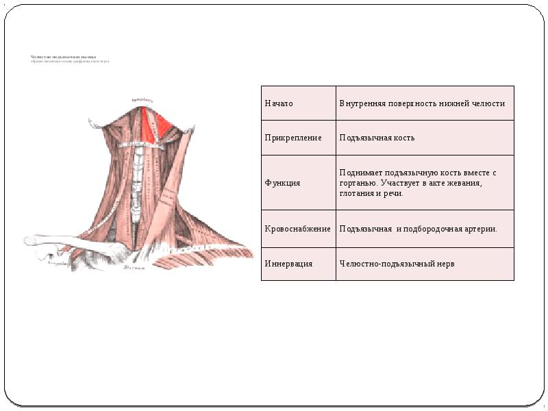 Мышцы расположенные ниже подъязычной кости. Челюстно подъязычная мышца начало прикрепление функции. Функции мышц прикрепляющиеся к подъязычной кости:. Диафрагма мышца начало и прикрепление.