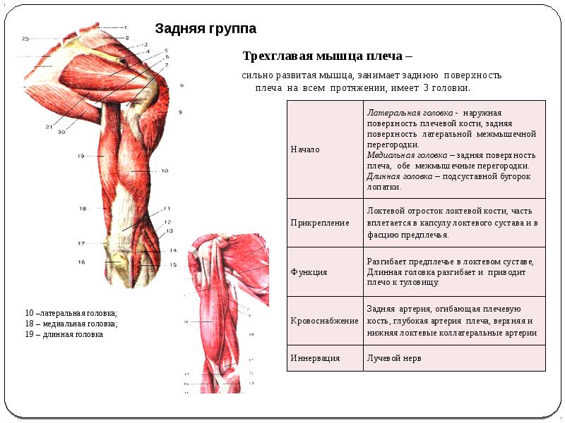 Передняя артерия огибающая плечевую кость