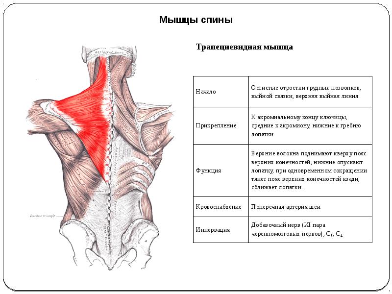 Трапециевидная мышца спины анатомия картинки