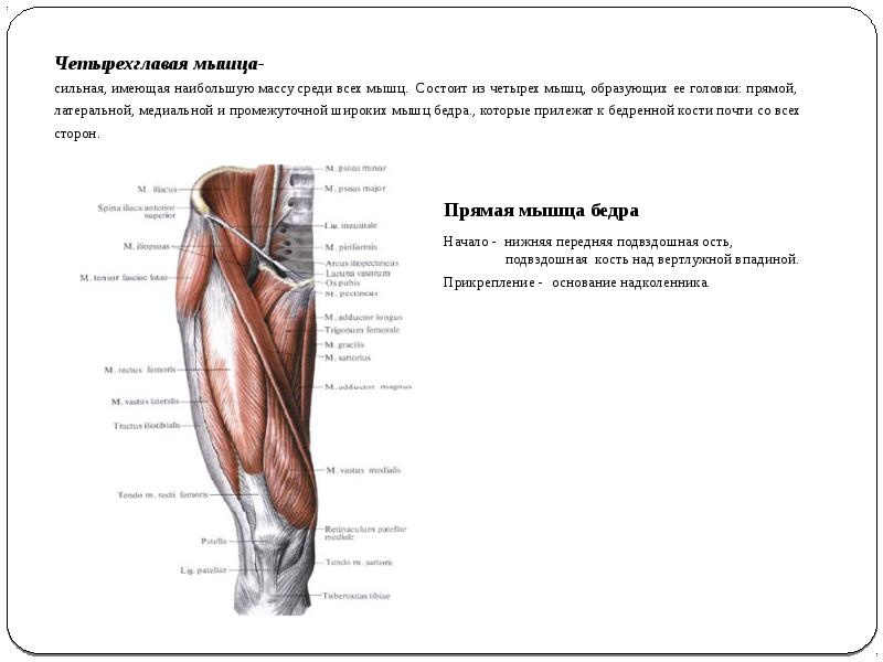 Медиальная прямая мышца. Медиальная головка квадрицепса бедра. Четырехглавая мышца бедра схема вид спереди. Четырехглавая мышца бедра анатомия. Прямая мышца бедра головка четырехглавой мышцы.