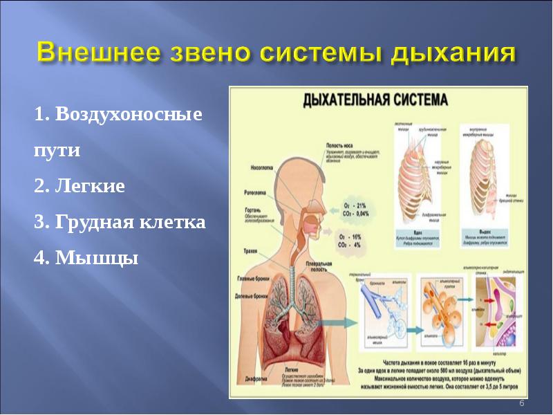 Физиология дыхания презентация