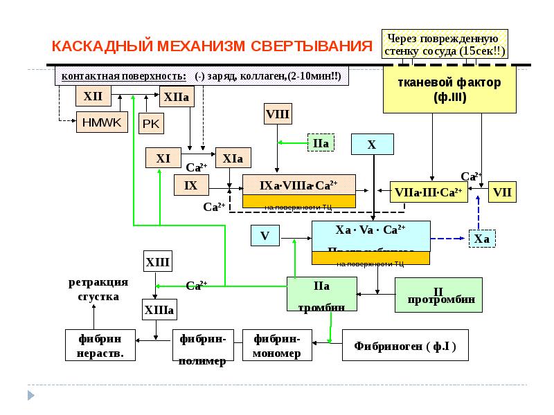 Патология гемостаза патофизиология презентация