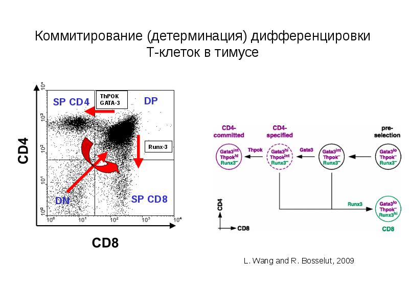 Т лимфоциты иммунология презентация