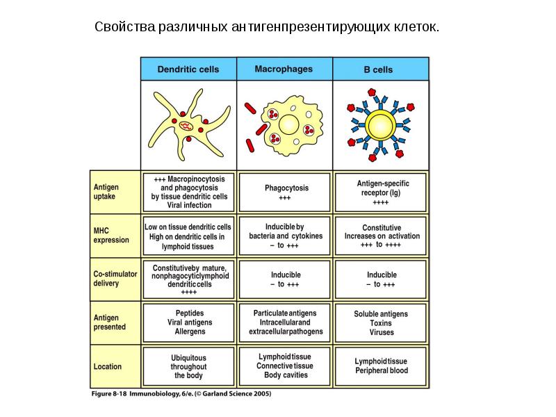 Характеристика клеточный. Антигенпрезентирующие клетки (АПК). Основные типы антигенпрезентирующих клеток. Функции антигенпрезентирующих клеток иммунология. Антигенпрезентирующие клетки классификация иммунология.