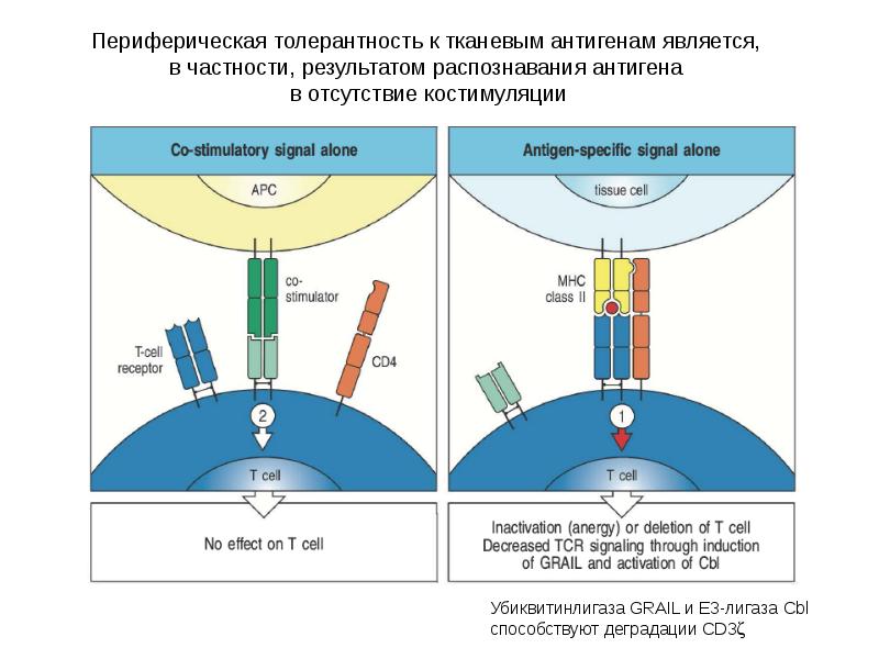 Распознавание антигена. Составление схемы двойного распознавания антигена. Распознавание антигена иммунология. Периферическая иммунная толерантность. Периферические механизмы толерантности.