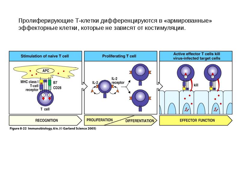 Эффекторные клетки т лимфоцитов. Cd3+ cd8+ (т-цитотоксические лимфоциты). Пролиферация т клеток. Cd8 t клетки иммунология. Пролиферация т лимфоцитов.