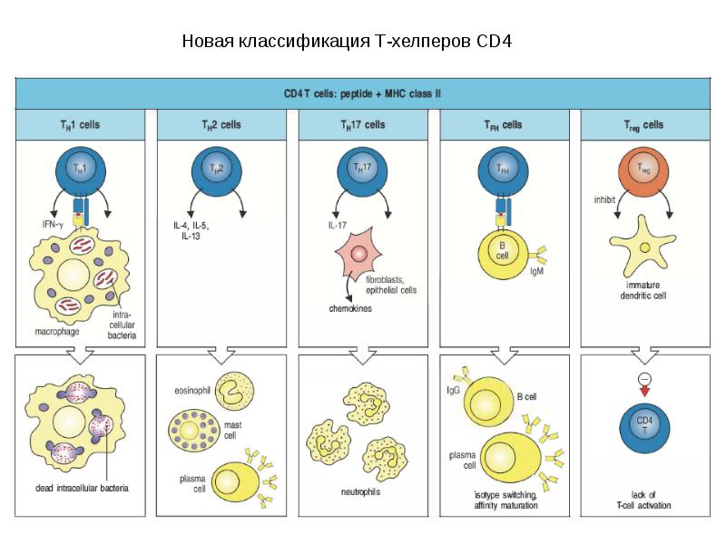 Т лимфоциты иммунология презентация