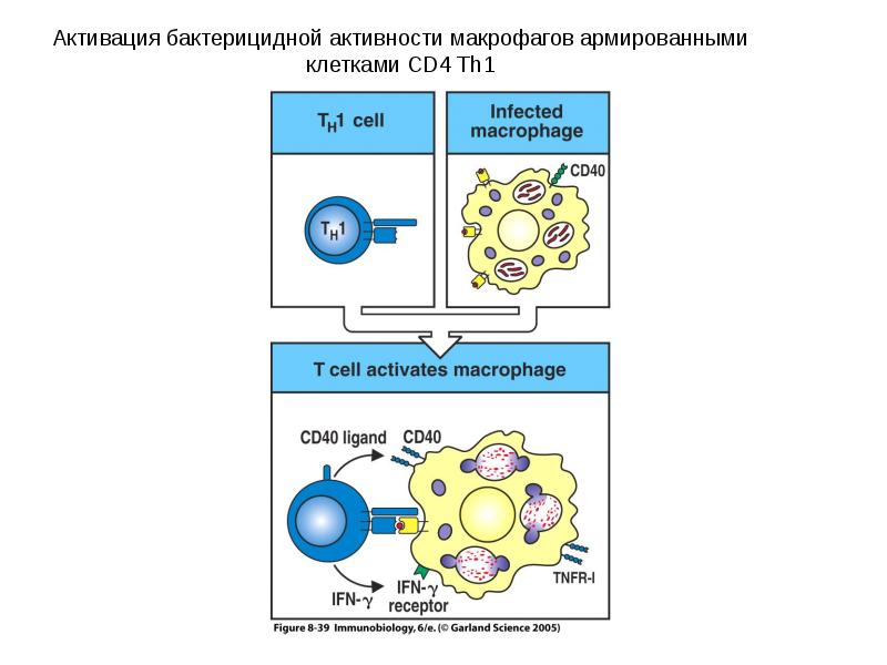 Активация макрофагов. Активация и пролиферация cd8 т лимфоцитов. Активация и пролиферация cd8 t лимфоцитов. Активация т лимфоцитов иммунология. Т сd4 лимфоциты.