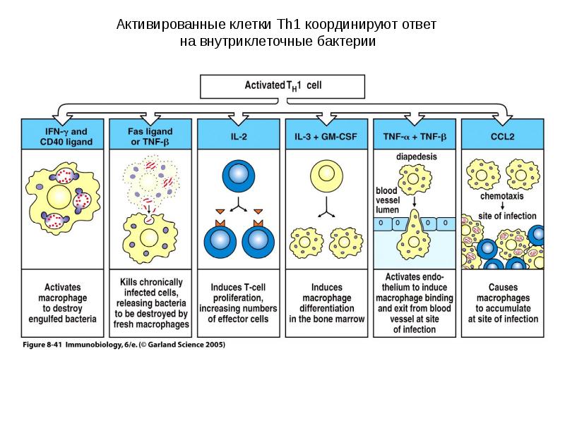 Cd т лимфоцитов. Cd8+ т-клетки. Cd8 т лимфоциты. Cd8 t клетки иммунология. Т лимфоциты CD.