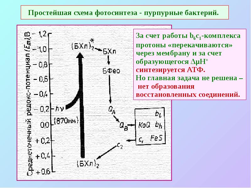 Простейшая схема фотосинтеза - пурпурные бактерий. Простейшая схема фотосинтеза - пурпурные бактерий.