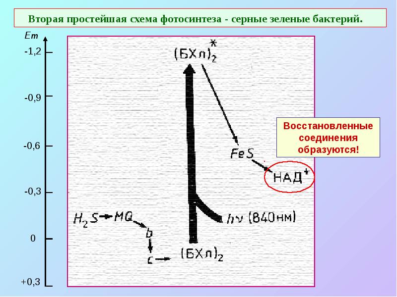 Вторая простейшая схема фотосинтеза - серные зеленые бактерий. Вторая простейшая схема фотосинтеза - серные зеленые бактерий.