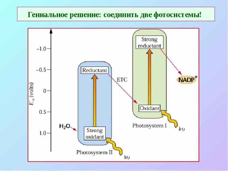 Гениальное решение: соединить две фотосистемы! Гениальное решение: соединить две фотосистемы!