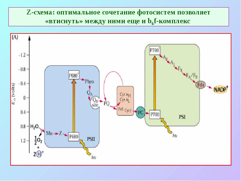 Z-схема: оптимальное сочетание фотосистем позволяет «втиснуть» между ними еще и b6f-комплекс Z-схема: оптимальное сочетание фотосистем позволяет «втиснуть» между ними еще и b6f-комплекс