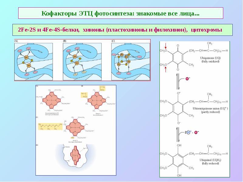 Кофакторы ЭТЦ фотосинтеза: знакомые все лица...
2Fe-2S и 4Fe-4S-белки, хиноны Кофакторы ЭТЦ фотосинтеза: знакомые все лица...
2Fe-2S и 4Fe-4S-белки, хиноны