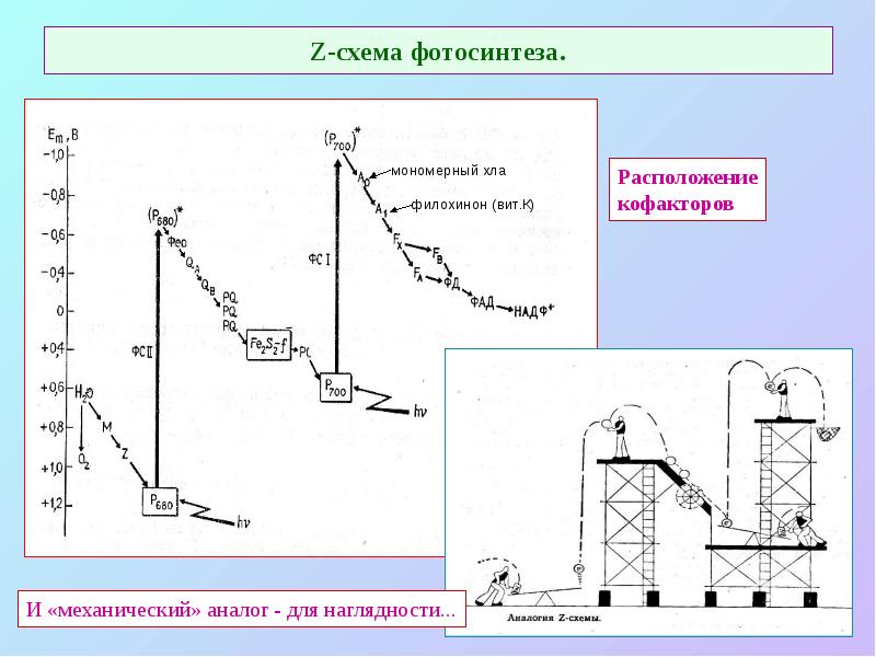 Z-схема фотосинтеза. Z-схема фотосинтеза.