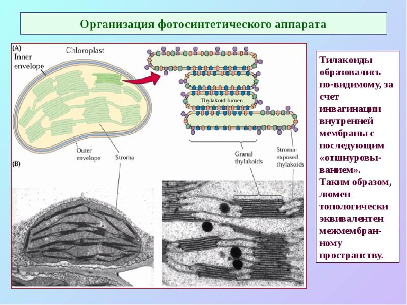 Организация фотосинтетического аппарата Организация фотосинтетического аппарата