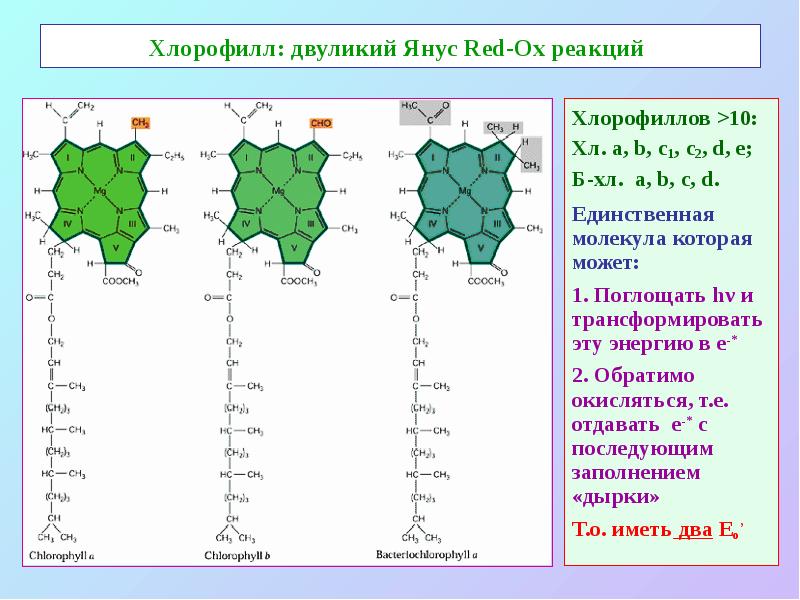 Хлорофилл: двуликий Янус Red-Ox реакций
Хлорофиллов >10:
Хл. а, b, Хлорофилл: двуликий Янус Red-Ox реакций
Хлорофиллов >10:
Хл. а, b,