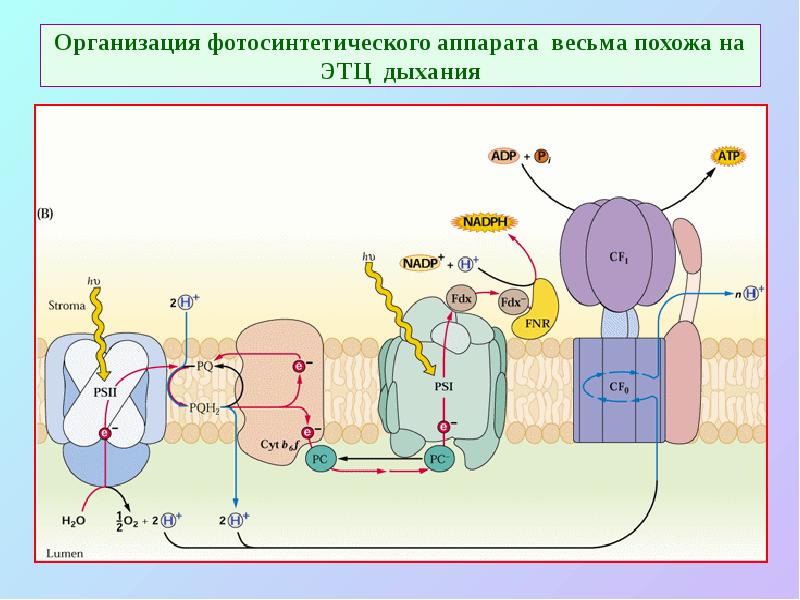 Организация фотосинтетического аппарата весьма похожа на ЭТЦ дыхания Организация фотосинтетического аппарата весьма похожа на ЭТЦ дыхания
