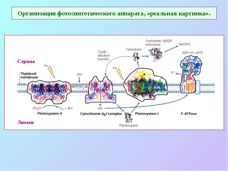 Организация фотосинтетического аппарата, «реальная картинка». Организация фотосинтетического аппарата, «реальная картинка».