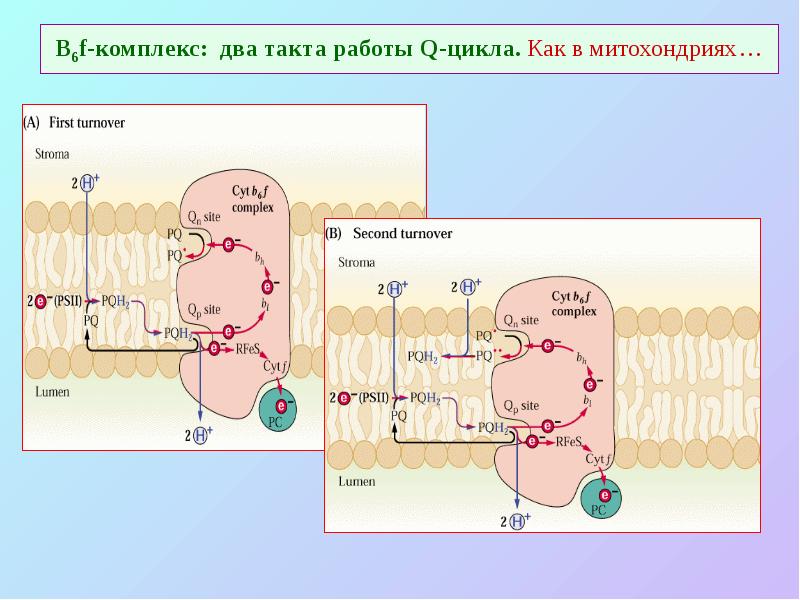 В6f-комплекс: два такта работы Q-цикла. Как в митохондриях… В6f-комплекс: два такта работы Q-цикла. Как в митохондриях…