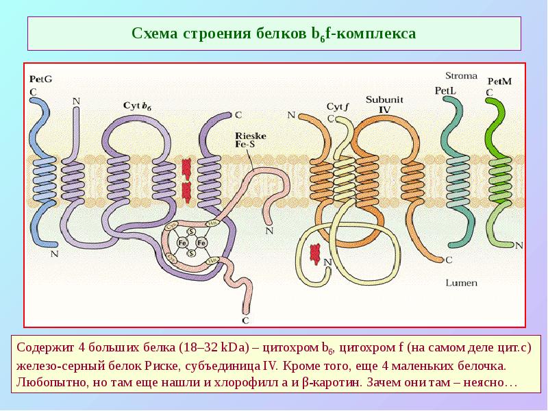 Схема строения белков b6f-комплекса Схема строения белков b6f-комплекса