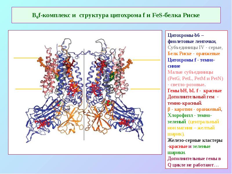 В6f-комплекс и структура цитохрома f и FeS-белка Риске В6f-комплекс и структура цитохрома f и FeS-белка Риске