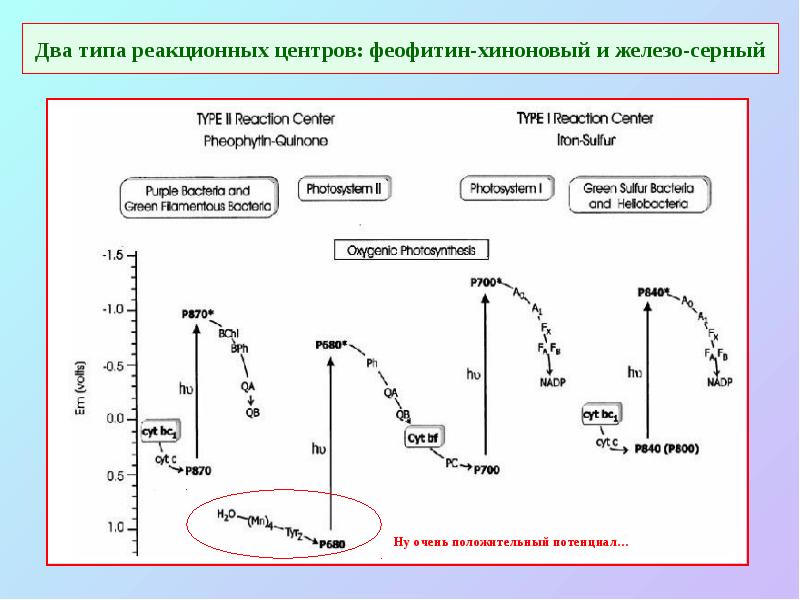 Два типа реакционных центров: феофитин-хиноновый и железо-серный Два типа реакционных центров: феофитин-хиноновый и железо-серный