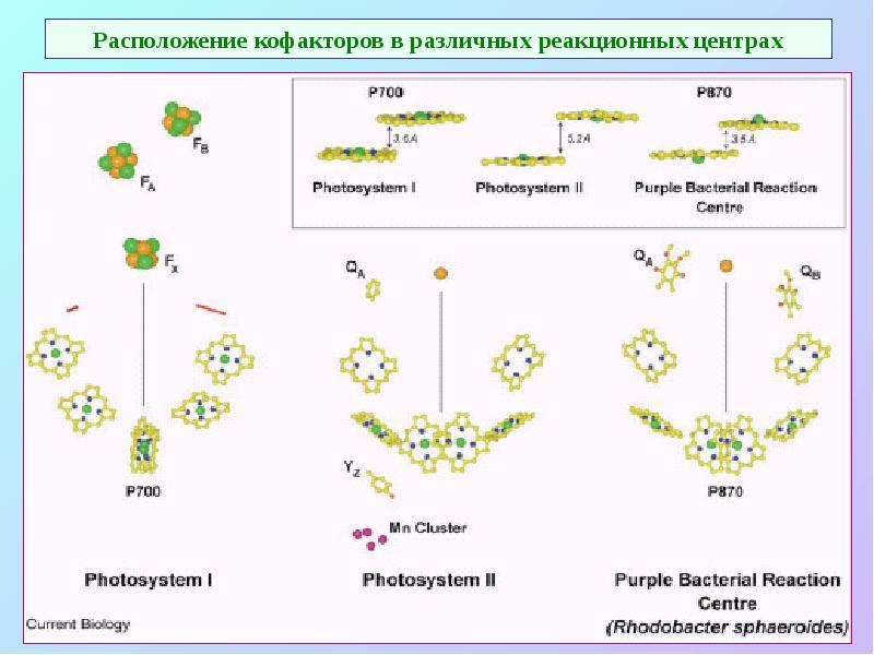 Расположение кофакторов в различных реакционных центрах Расположение кофакторов в различных реакционных центрах