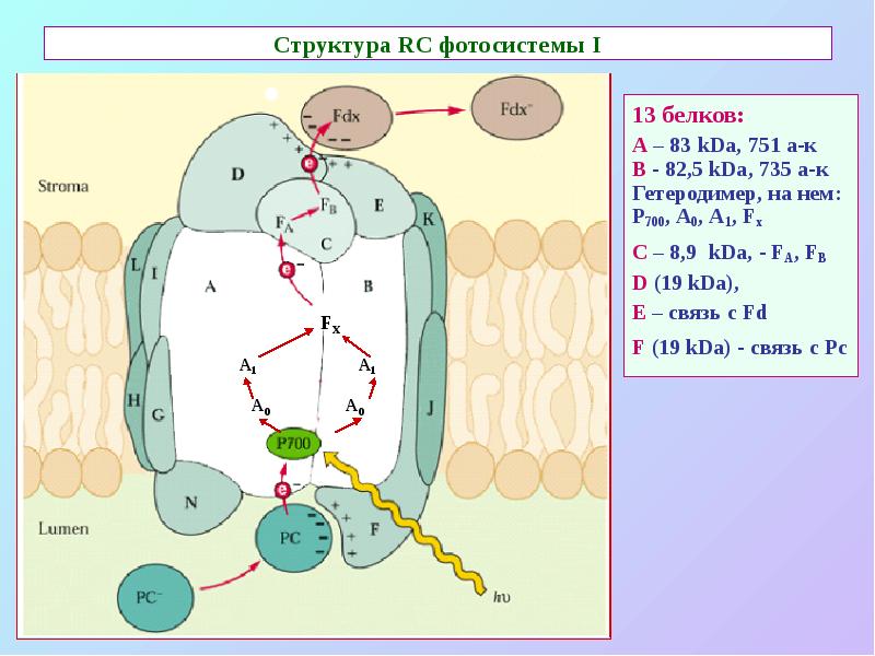 Структура RC фотосистемы I
13 белков:
А – 83 kDa, 751 Структура RC фотосистемы I
13 белков:
А – 83 kDa, 751