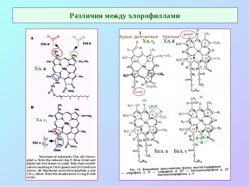 Различия между хлорофиллами Различия между хлорофиллами
