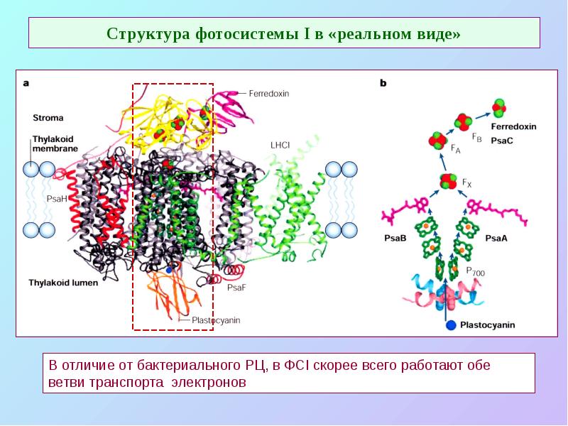 Структура фотосистемы I в «реальном виде» Структура фотосистемы I в «реальном виде»