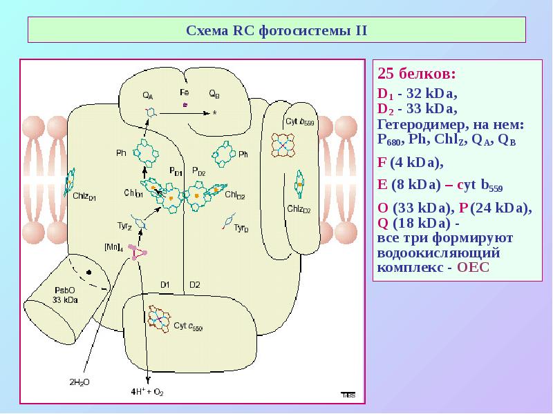Схема RC фотосистемы II
25 белков:
D1 - 32 kDa,
Схема RC фотосистемы II
25 белков:
D1 - 32 kDa,
