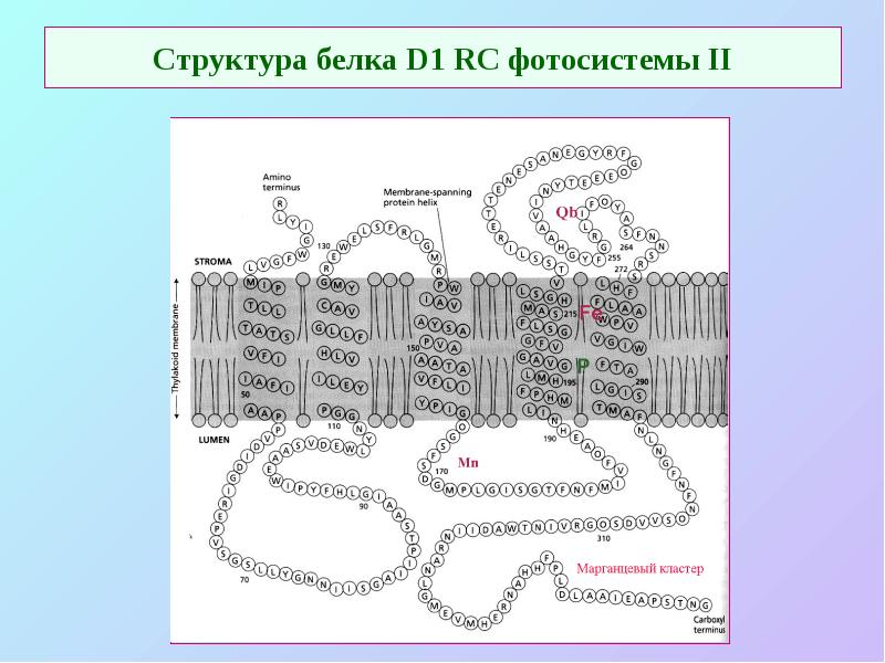 Структура белка D1 RC фотосистемы II Структура белка D1 RC фотосистемы II