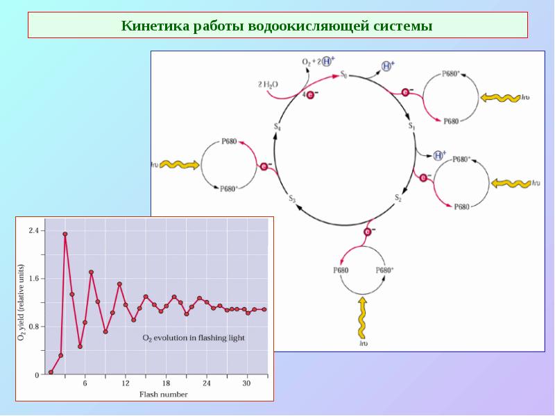Кинетика работы водоокисляющей системы Кинетика работы водоокисляющей системы