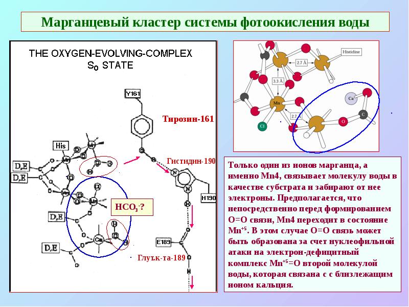 Марганцевый кластер системы фотоокисления воды Марганцевый кластер системы фотоокисления воды