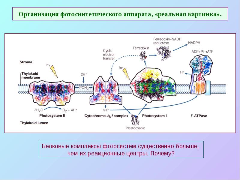 Организация фотосинтетического аппарата, «реальная картинка». Организация фотосинтетического аппарата, «реальная картинка».