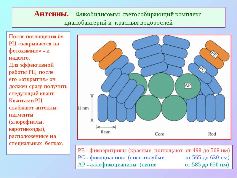 Антенны. Фикобилисомы: светособирающий комплекс цианобактерий и красных водорослей Антенны. Фикобилисомы: светособирающий комплекс цианобактерий и красных водорослей
