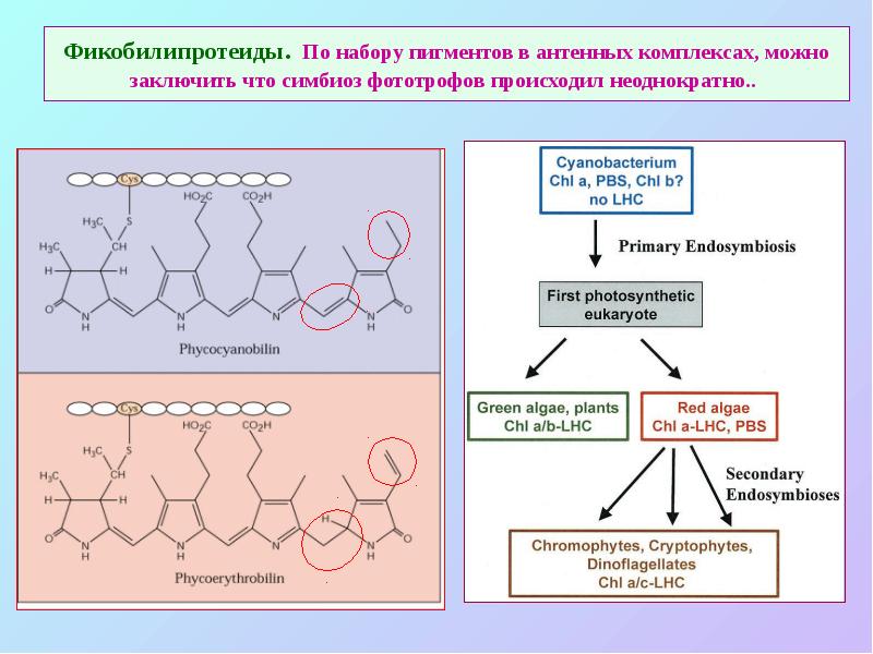 Фикобилипротеиды. По набору пигментов в антенных комплексах, можно заключить что симбиоз Фикобилипротеиды. По набору пигментов в антенных комплексах, можно заключить что симбиоз