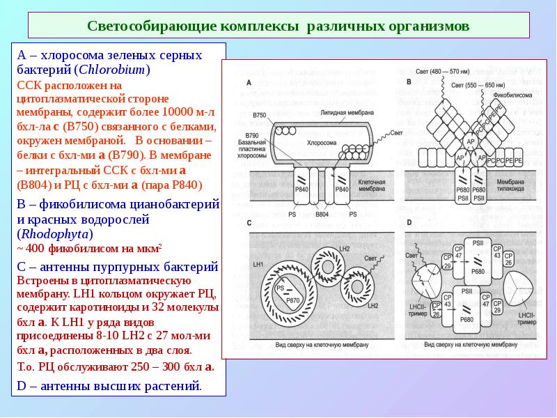 Светособирающие комплексы различных организмов Светособирающие комплексы различных организмов