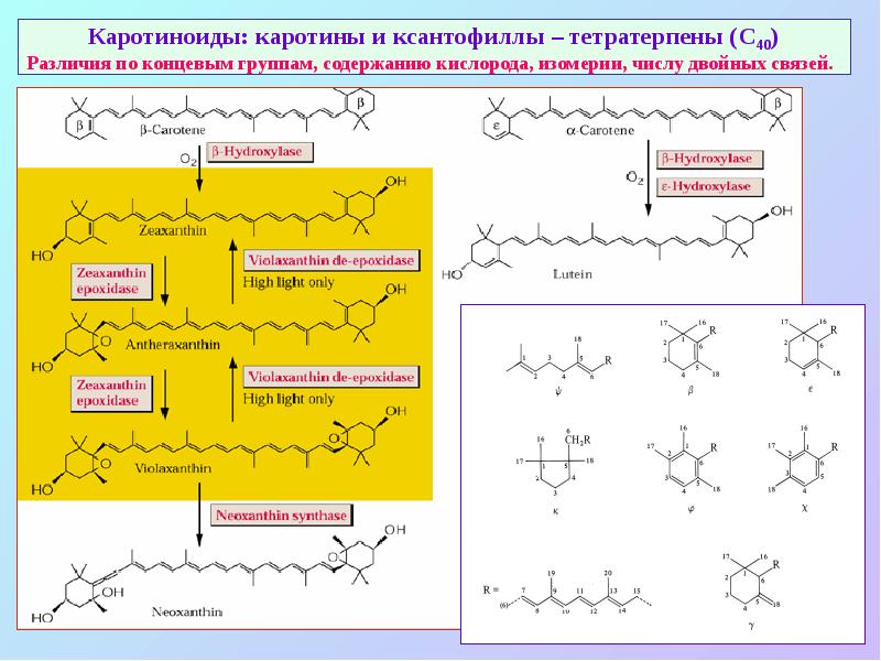 Каротиноиды: каротины и ксантофиллы – тетратерпены (С40) Различия по концевым группам, Каротиноиды: каротины и ксантофиллы – тетратерпены (С40) Различия по концевым группам,