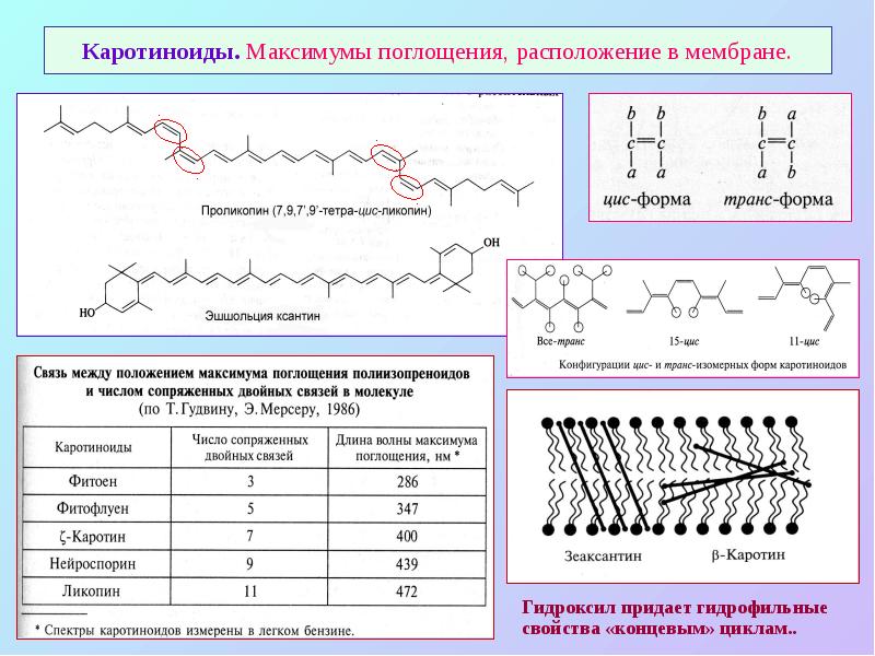 Каротиноиды. Максимумы поглощения, расположение в мембране. Каротиноиды. Максимумы поглощения, расположение в мембране.