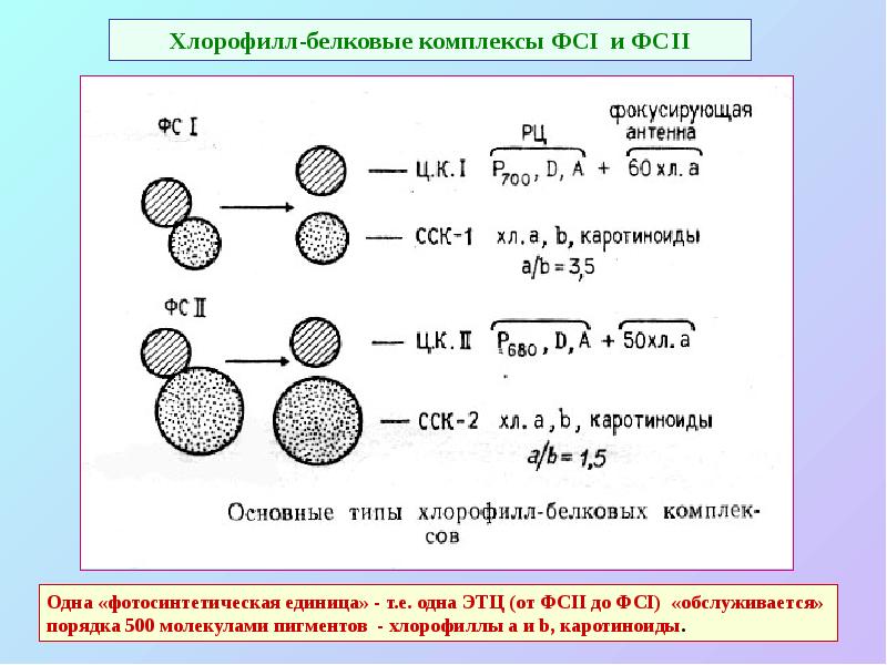 Хлорофилл-белковые комплексы ФСI и ФСII Хлорофилл-белковые комплексы ФСI и ФСII