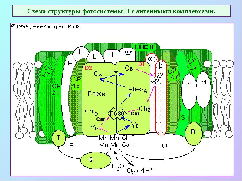 Схема структуры фотосистемы II с антенными комплексами. Схема структуры фотосистемы II с антенными комплексами.
