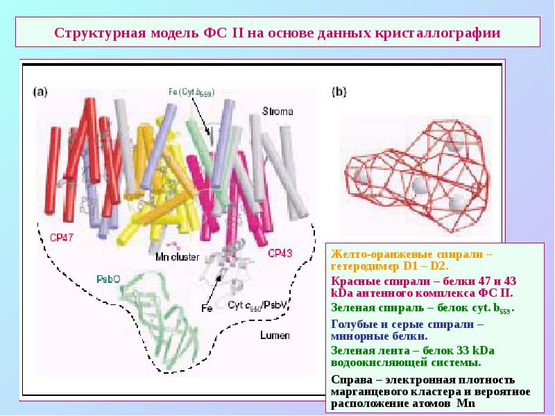 Структурная модель ФС II на основе данных кристаллографии Структурная модель ФС II на основе данных кристаллографии