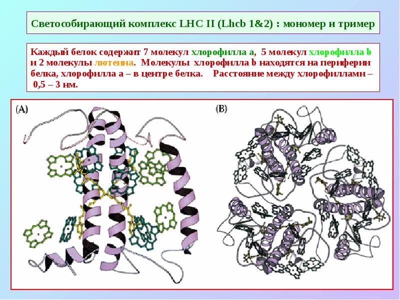 Светособирающий комплекс LHC II (Lhcb 1&2) : мономер и тример Светособирающий комплекс LHC II (Lhcb 1&2) : мономер и тример