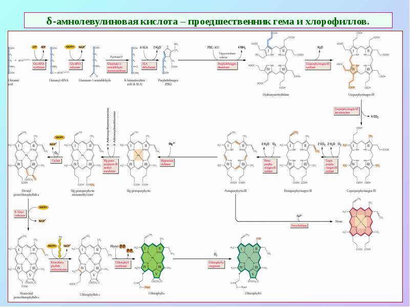 δ-амнолевулиновая кислота – проедшественник гема и хлорофиллов. δ-амнолевулиновая кислота – проедшественник гема и хлорофиллов.