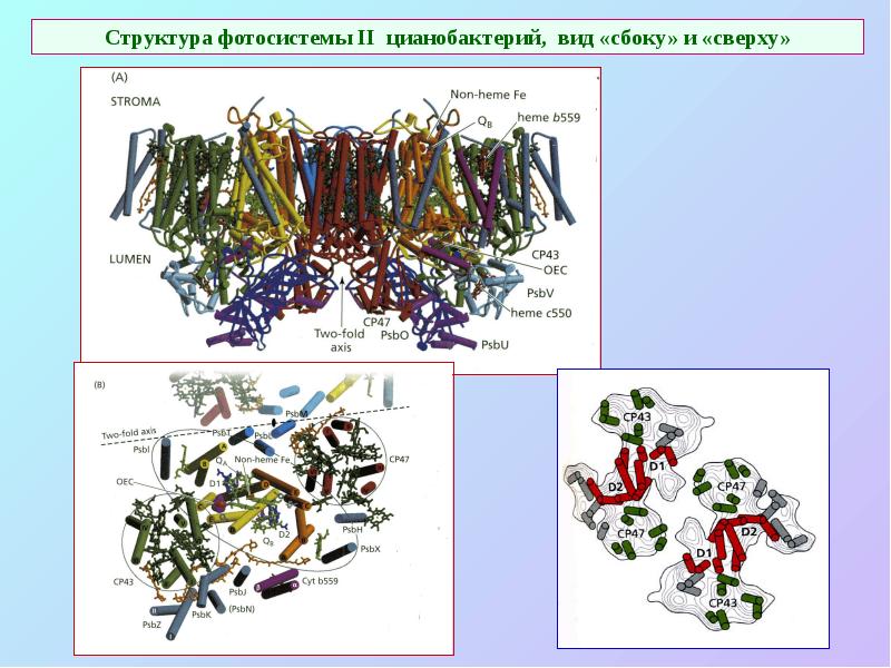 Структура фотосистемы II цианобактерий, вид «сбоку» и «сверху» Структура фотосистемы II цианобактерий, вид «сбоку» и «сверху»