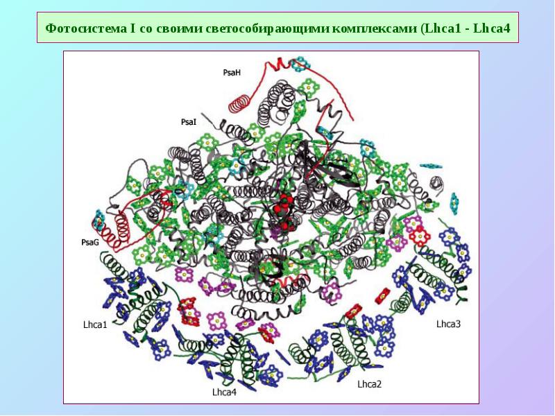 Фотосистема I со своими светособирающими комплексами (Lhca1 - Lhca4 Фотосистема I со своими светособирающими комплексами (Lhca1 - Lhca4