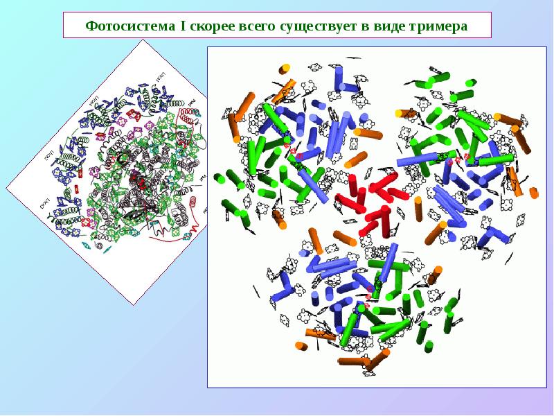 Фотосистема I скорее всего существует в виде тримера Фотосистема I скорее всего существует в виде тримера