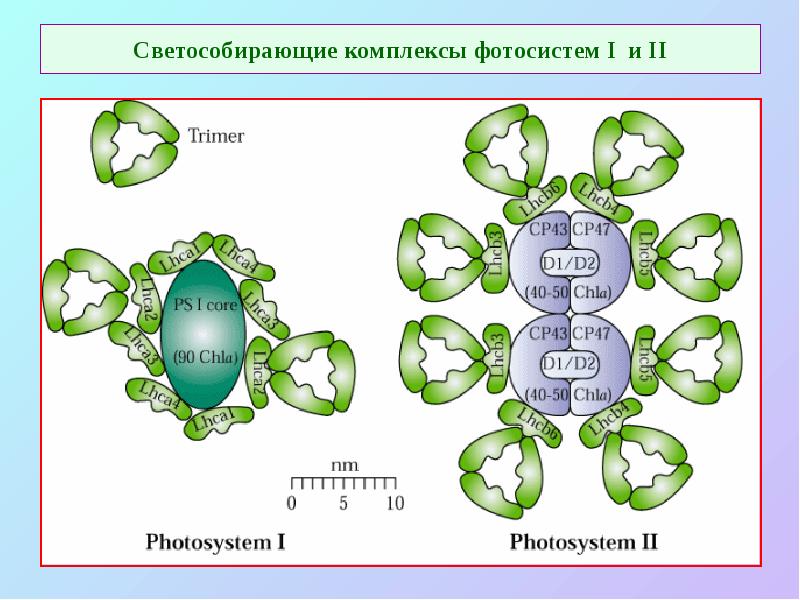 Светособирающие комплексы фотосистем I и II Светособирающие комплексы фотосистем I и II